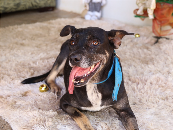 Juazeiro do Norte vai abrir cadastro para castração gratuita de cães e gatos