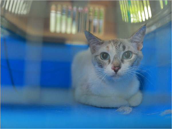 Juazeiro do Norte inicia cadastro para castração de gatos nesta segunda-feira, 11