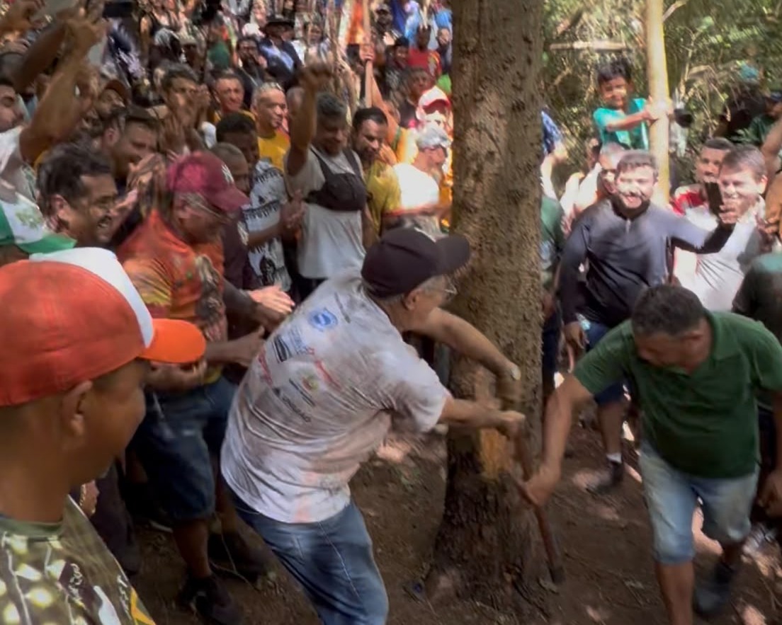 Corte do Pau da Bandeira de Santo Antônio 2026 é realizado no Sítio São Joaquim, em Barbalha