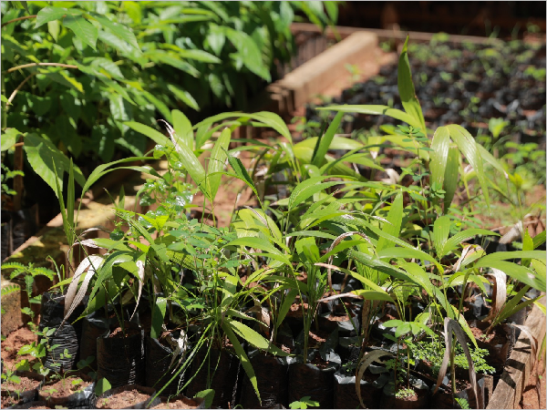 Campanha troca garrafas PET por mudas de plantas em Juazeiro do Norte