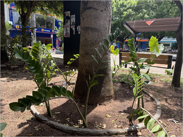 Prefeitura alerta para descarte de lixo em canteiros da Praça Siqueira Campos após replantio de mudas