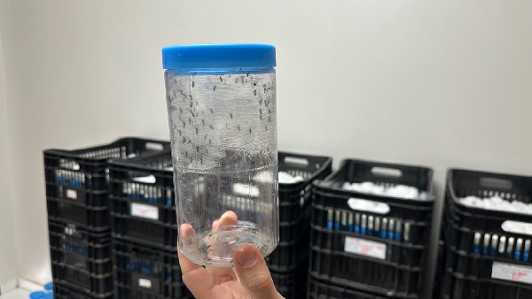 Crato inicia fase de liberação do Método Wolbachia, tecnologia de controle e prevenção das arboviroses