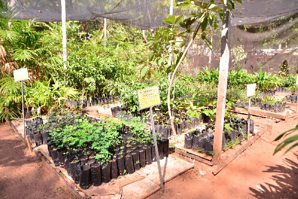 Projeto Patas e Plantas troca ração por mudas e fortalece ações de proteção animal em Juazeiro do Norte