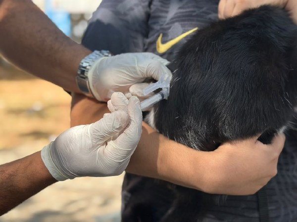 Prefeitura do Crato realiza Dia D de Vacinação Antirrábica na zona rural no sábado, 17 de outubro