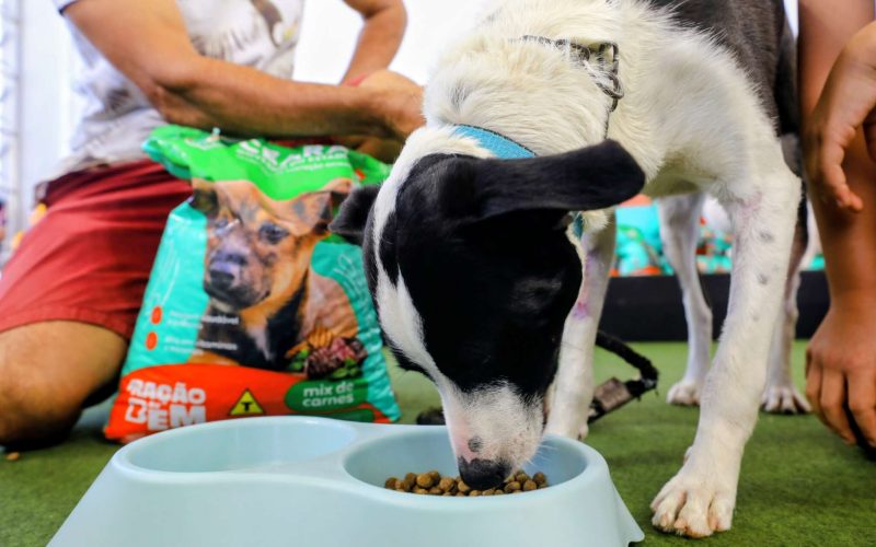 Governo do Ceará lança programa Ração do Bem para apoiar animais em vulnerabilidade