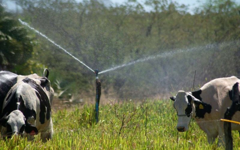 PIB cearense cresce 3,86% no 2º trimestre de 2025 incentivado pela agropecuária e supera índices nacional