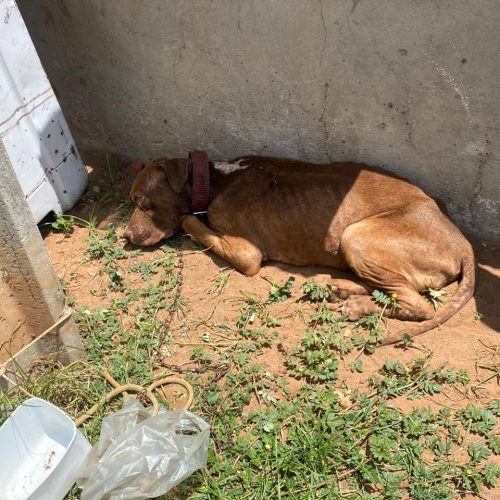 Polícia Militar resgata cachorro vítima de maus-tratos em Juazeiro do Norte