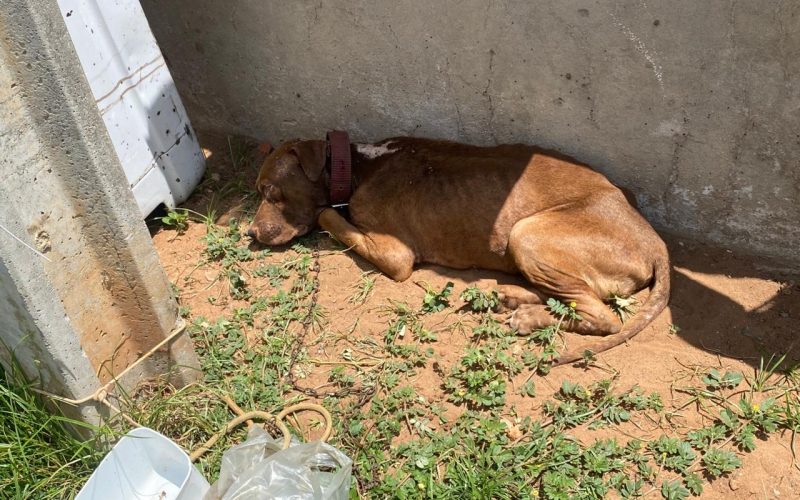 Polícia Militar resgata cachorro vítima de maus-tratos em Juazeiro do Norte