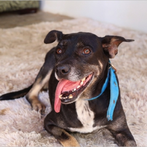 Blitz educativa sobre saúde animal e combate às zoonoses será realizada nesta sexta-feira (23), em Juazeiro do Norte