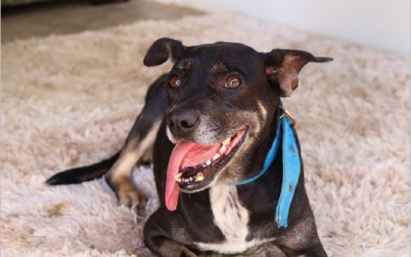 Blitz educativa sobre saúde animal e combate às zoonoses será realizada nesta sexta-feira (23), em Juazeiro do Norte