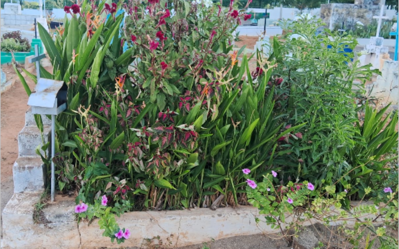 Juazeiro do Norte regulamenta plantio em cemitérios municipais