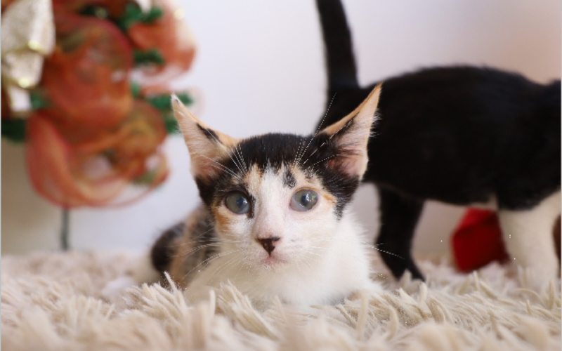 Unidade de Vigilância de Zoonoses de Juazeiro do Norte lança campanha natalina de adoção responsável