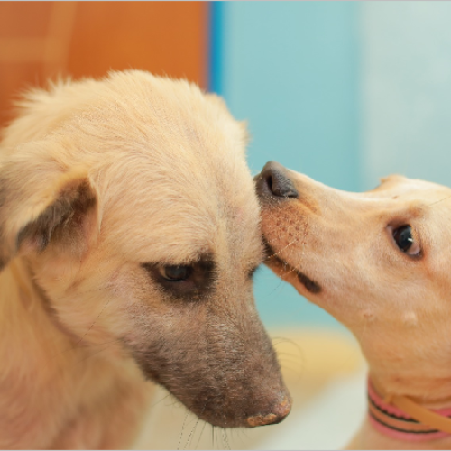Iniciado cadastro para castração de cães em Juazeiro do Norte