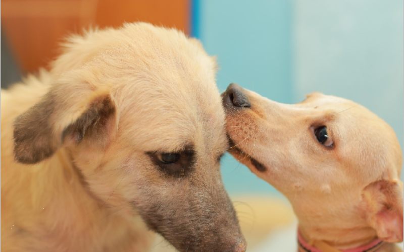 Iniciado cadastro para castração de cães em Juazeiro do Norte