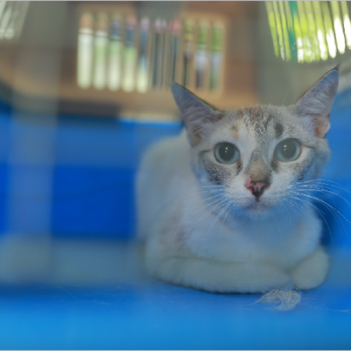 Juazeiro do Norte inicia cadastro para castração de gatos nesta segunda-feira, 11