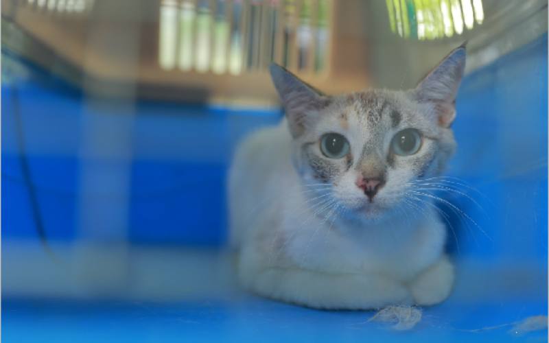 Juazeiro do Norte inicia cadastro para castração de gatos nesta segunda-feira, 11
