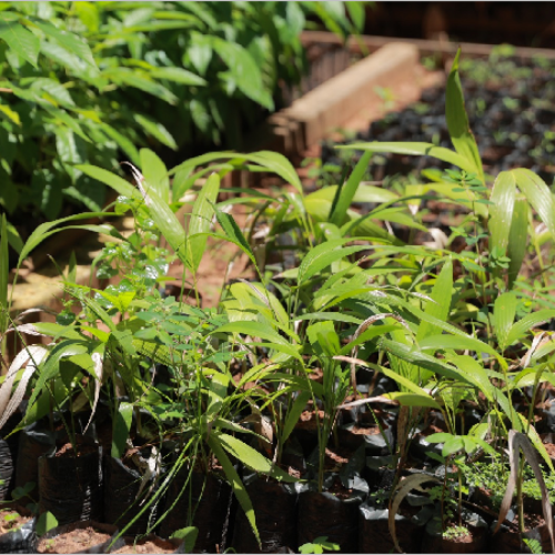 Campanha troca garrafas PET por mudas de plantas em Juazeiro do Norte