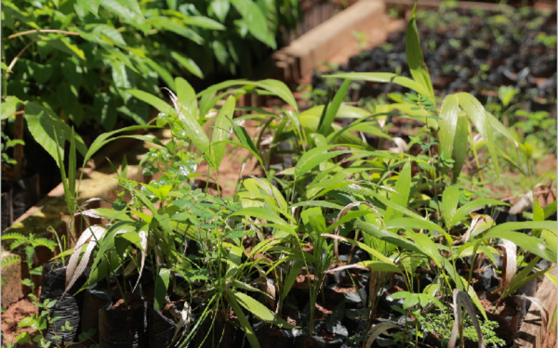 Campanha troca garrafas PET por mudas de plantas em Juazeiro do Norte