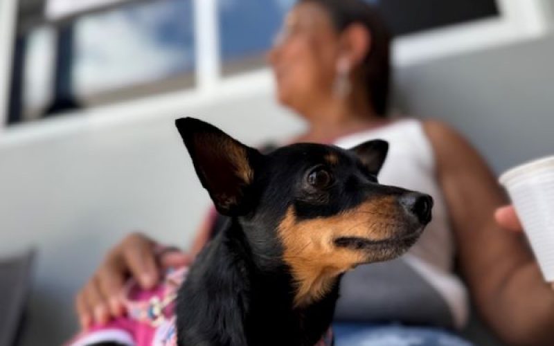 UPA Animal do Crato registra cerca de 20 mil atendimentos nos cinco primeiros meses de 2025