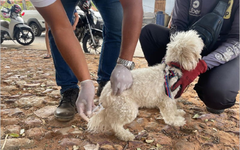 Crato: Dia D de Vacinação Antirrábica em diversos pontos no próximo sábado, 4