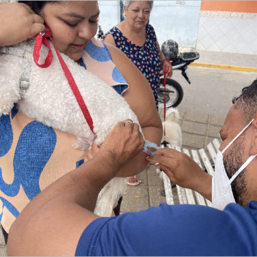 Dia D de Vacinação Antirrábica acontece sábado (12) em Crato
