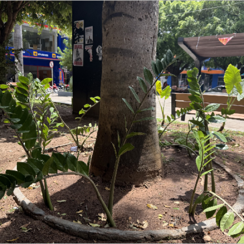 Prefeitura alerta para descarte de lixo em canteiros da Praça Siqueira Campos após replantio de mudas