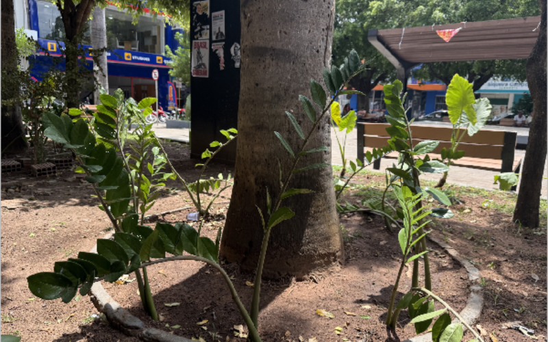 Prefeitura alerta para descarte de lixo em canteiros da Praça Siqueira Campos após replantio de mudas