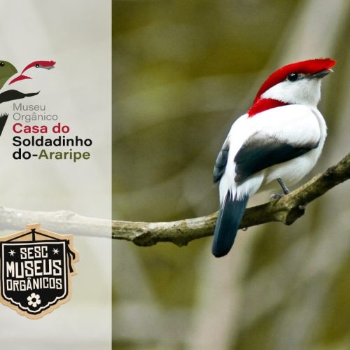 Museus Orgânicos, projeto pioneiro do Sesc Ceará, chega ao 30º museu