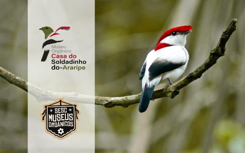 Museus Orgânicos, projeto pioneiro do Sesc Ceará, chega ao 30º museu