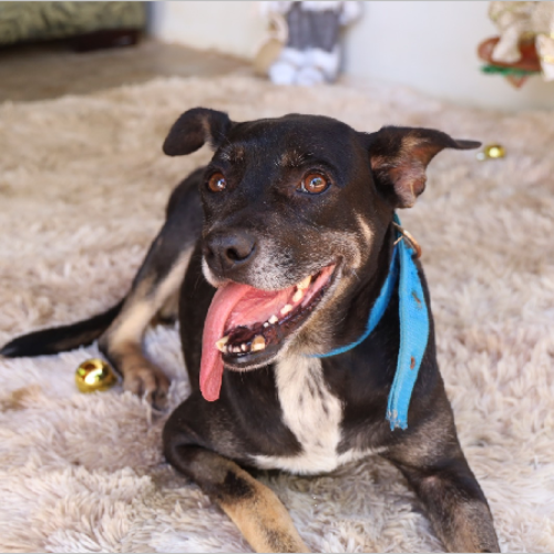 Juazeiro do Norte vai abrir cadastro para castração gratuita de cães e gatos