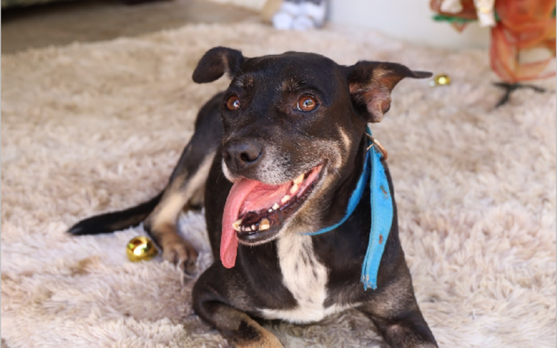Juazeiro do Norte vai abrir cadastro para castração gratuita de cães e gatos