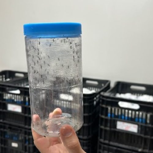 Crato inicia fase de liberação do Método Wolbachia, tecnologia de controle e prevenção das arboviroses