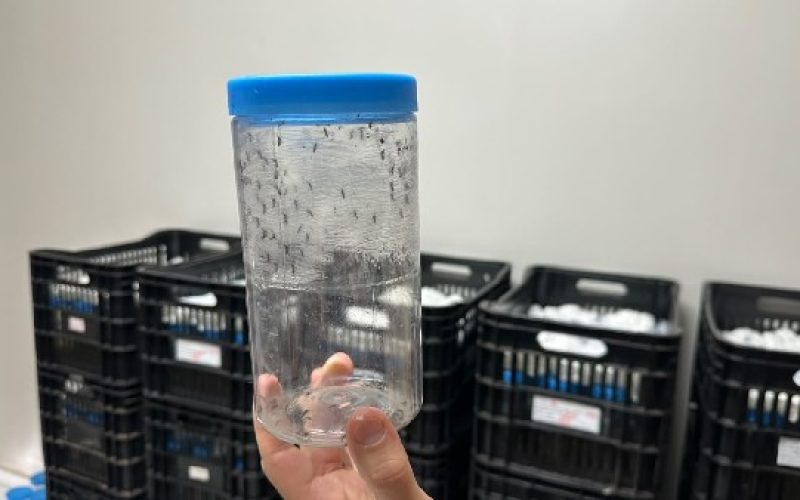 Crato inicia fase de liberação do Método Wolbachia, tecnologia de controle e prevenção das arboviroses
