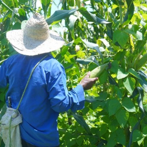 Juazeiro do Norte divulga calendário de cadastramento de agricultores familiares para o Garantia-Safra 2026/2027