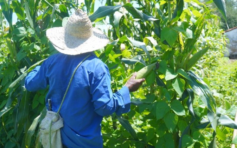 Juazeiro do Norte divulga calendário de cadastramento de agricultores familiares para o Garantia-Safra 2026/2027