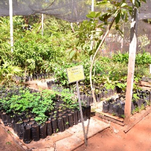 Projeto Patas e Plantas troca ração por mudas e fortalece ações de proteção animal em Juazeiro do Norte