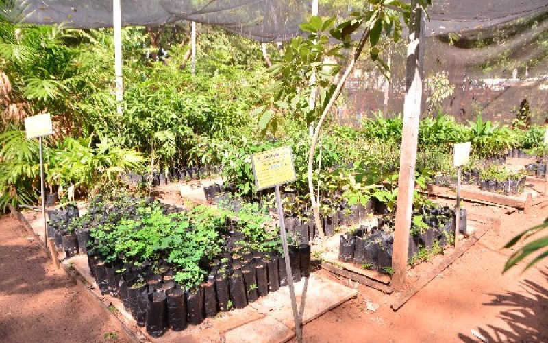 Projeto Patas e Plantas troca ração por mudas e fortalece ações de proteção animal em Juazeiro do Norte