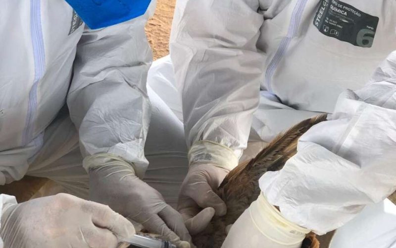 Adagri intensifica ações de combate à Influenza Aviária no Ceará