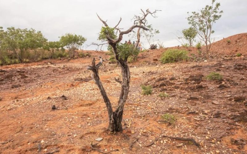 Desertificação no Ceará: áreas afetadas poderão ser recuperadas?