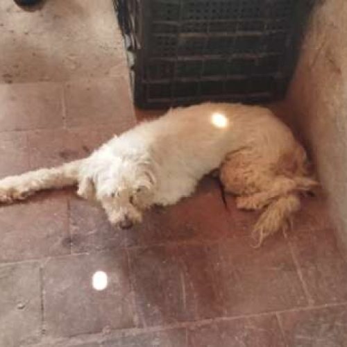 Cadela vítima de maus-tratos é resgatada Polícia Militar no Crato