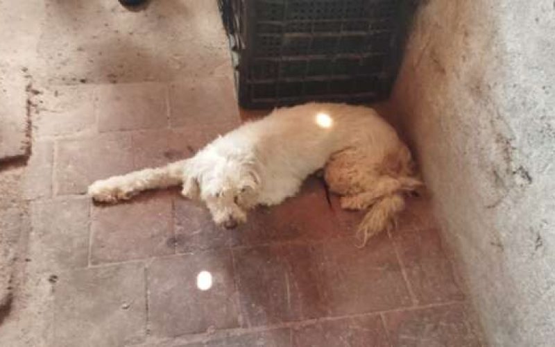 Cadela vítima de maus-tratos é resgatada Polícia Militar no Crato