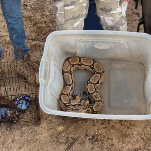 No Cariri, Semace acolhe animais silvestres resgatados em Pernambuco