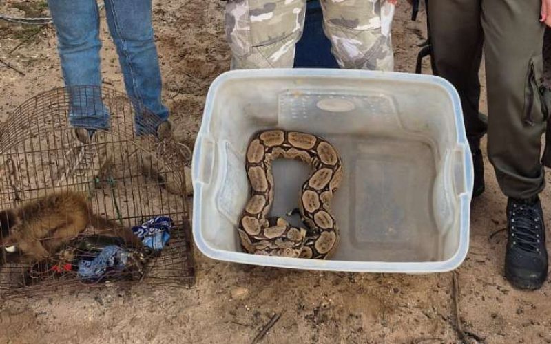 No Cariri, Semace acolhe animais silvestres resgatados em Pernambuco