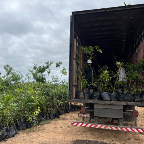 Mais árvores e menos óleo na natureza: Ambiental Crato amplia ações de preservação da biodiversidade com práticas de sustentabilidade