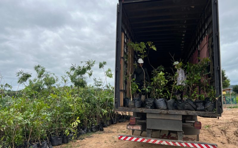 Mais árvores e menos óleo na natureza: Ambiental Crato amplia ações de preservação da biodiversidade com práticas de sustentabilidade