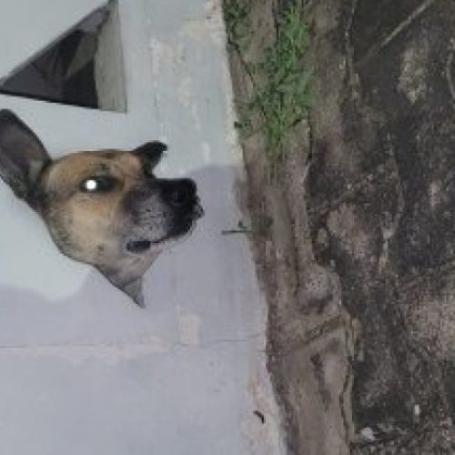 CBMCE resgata cachorro que ficou preso em cobogó em Juazeiro do Norte