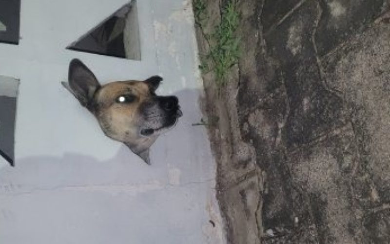 CBMCE resgata cachorro que ficou preso em cobogó em Juazeiro do Norte