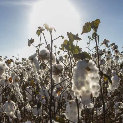 Expocariri se consolida como palco estratégico para a revitalização da cotonicultura no Ceará