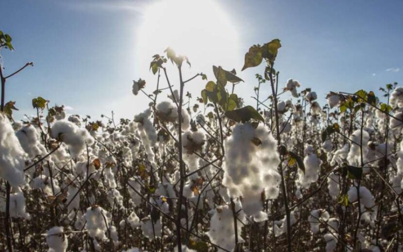 Expocariri se consolida como palco estratégico para a revitalização da cotonicultura no Ceará