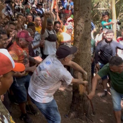 Corte do Pau da Bandeira de Santo Antônio 2026 é realizado no Sítio São Joaquim, em Barbalha